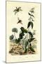 Wild Ginger, 1833-39-null-Mounted Giclee Print