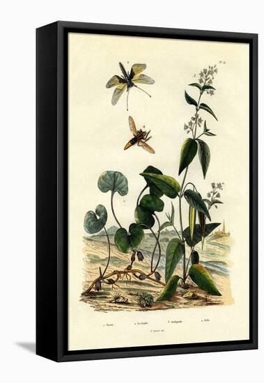 Wild Ginger, 1833-39-null-Framed Stretched Canvas