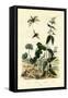Wild Ginger, 1833-39-null-Framed Stretched Canvas