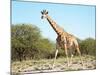 Wild Giraffe in African Savanna, Etosha N.P., Namibia-DmitryP-Mounted Photographic Print