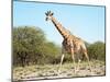 Wild Giraffe in African Savanna, Etosha N.P., Namibia-DmitryP-Mounted Photographic Print