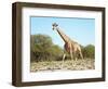 Wild Giraffe in African Savanna, Etosha N.P., Namibia-DmitryP-Framed Photographic Print