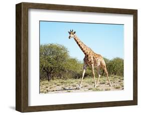 Wild Giraffe in African Savanna, Etosha N.P., Namibia-DmitryP-Framed Photographic Print