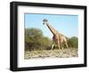 Wild Giraffe in African Savanna, Etosha N.P., Namibia-DmitryP-Framed Photographic Print