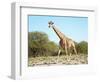 Wild Giraffe in African Savanna, Etosha N.P., Namibia-DmitryP-Framed Photographic Print