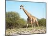 Wild Giraffe in African Savanna, Etosha N.P., Namibia-DmitryP-Mounted Photographic Print