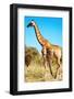 Wild Giraffe-DmitryP-Framed Photographic Print