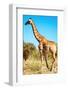 Wild Giraffe-DmitryP-Framed Photographic Print