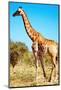 Wild Giraffe-DmitryP-Mounted Photographic Print