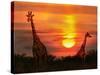 Wild Giraffes in the Savannah at Sunset-Byelikova Oksana-Stretched Canvas