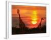 Wild Giraffes in the Savannah at Sunset-Byelikova Oksana-Framed Photographic Print
