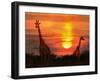 Wild Giraffes in the Savannah at Sunset-Byelikova Oksana-Framed Photographic Print