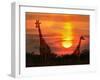 Wild Giraffes in the Savannah at Sunset-Byelikova Oksana-Framed Photographic Print