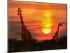 Wild Giraffes in the Savannah at Sunset-Byelikova Oksana-Mounted Photographic Print