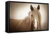Wild Glow-KaCee Erle-Framed Stretched Canvas