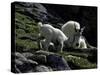 Wild Goats, Boulder-Michael Brown-Stretched Canvas