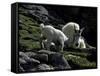Wild Goats, Boulder-Michael Brown-Framed Stretched Canvas