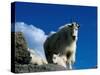 Wild Goats, Boulder-Michael Brown-Stretched Canvas