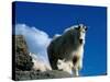 Wild Goats, Boulder-Michael Brown-Stretched Canvas