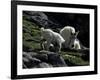 Wild Goats, Boulder-Michael Brown-Framed Photographic Print