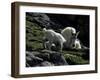 Wild Goats, Boulder-Michael Brown-Framed Photographic Print