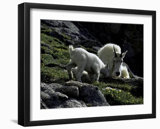 Wild Goats, Boulder-Michael Brown-Framed Photographic Print