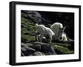 Wild Goats, Boulder-Michael Brown-Framed Photographic Print