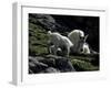 Wild Goats, Boulder-Michael Brown-Framed Photographic Print