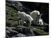 Wild Goats, Boulder-Michael Brown-Mounted Photographic Print