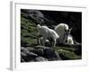 Wild Goats, Boulder-Michael Brown-Framed Photographic Print