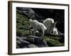 Wild Goats, Boulder-Michael Brown-Framed Photographic Print