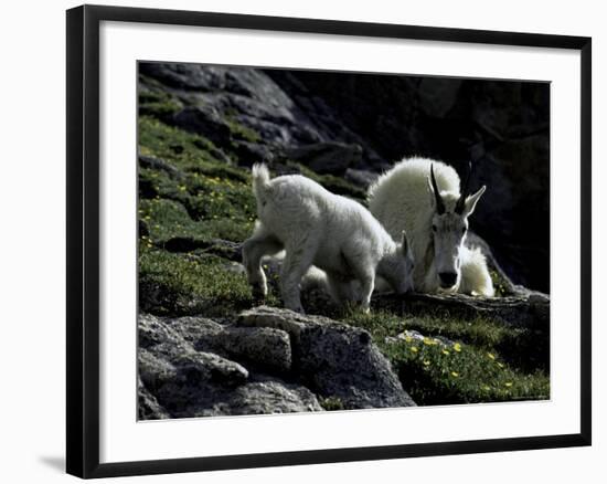 Wild Goats, Boulder-Michael Brown-Framed Photographic Print