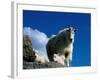 Wild Goats, Boulder-Michael Brown-Framed Photographic Print