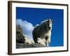 Wild Goats, Boulder-Michael Brown-Framed Photographic Print