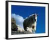 Wild Goats, Boulder-Michael Brown-Framed Photographic Print