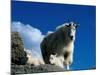 Wild Goats, Boulder-Michael Brown-Mounted Photographic Print