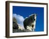 Wild Goats, Boulder-Michael Brown-Framed Photographic Print