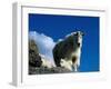 Wild Goats, Boulder-Michael Brown-Framed Photographic Print