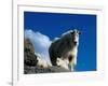 Wild Goats, Boulder-Michael Brown-Framed Photographic Print