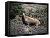 Wild Goats, Nepal-Michael Brown-Framed Stretched Canvas