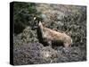 Wild Goats, Nepal-Michael Brown-Stretched Canvas