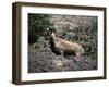 Wild Goats, Nepal-Michael Brown-Framed Photographic Print