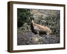 Wild Goats, Nepal-Michael Brown-Framed Photographic Print