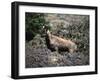 Wild Goats, Nepal-Michael Brown-Framed Photographic Print