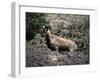 Wild Goats, Nepal-Michael Brown-Framed Photographic Print