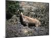 Wild Goats, Nepal-Michael Brown-Mounted Photographic Print