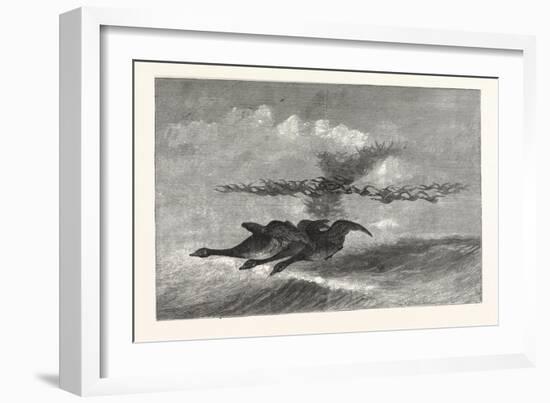 Wild-Goose. Us, USA, America, United States, American, 1880-null-Framed Giclee Print