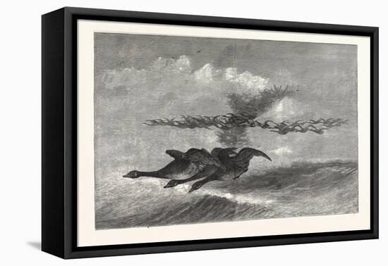 Wild-Goose. Us, USA, America, United States, American, 1880-null-Framed Stretched Canvas