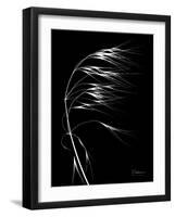 Wild Grass Seed Heads, X-ray-Koetsier Albert-Framed Photographic Print