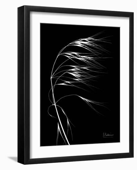 Wild Grass Seed Heads, X-ray-Koetsier Albert-Framed Photographic Print